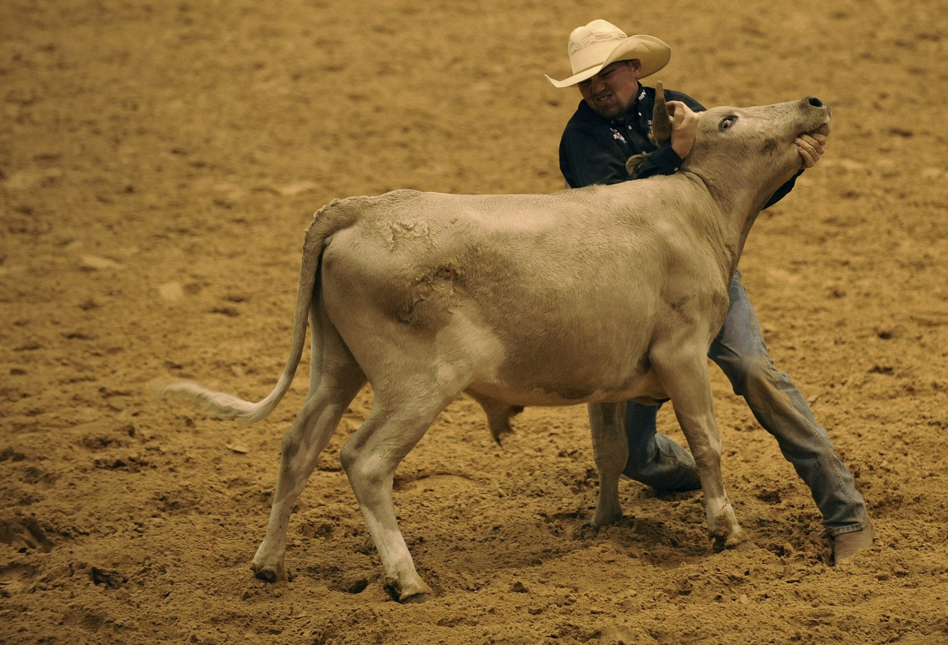 rodeo cow cowboy free photo