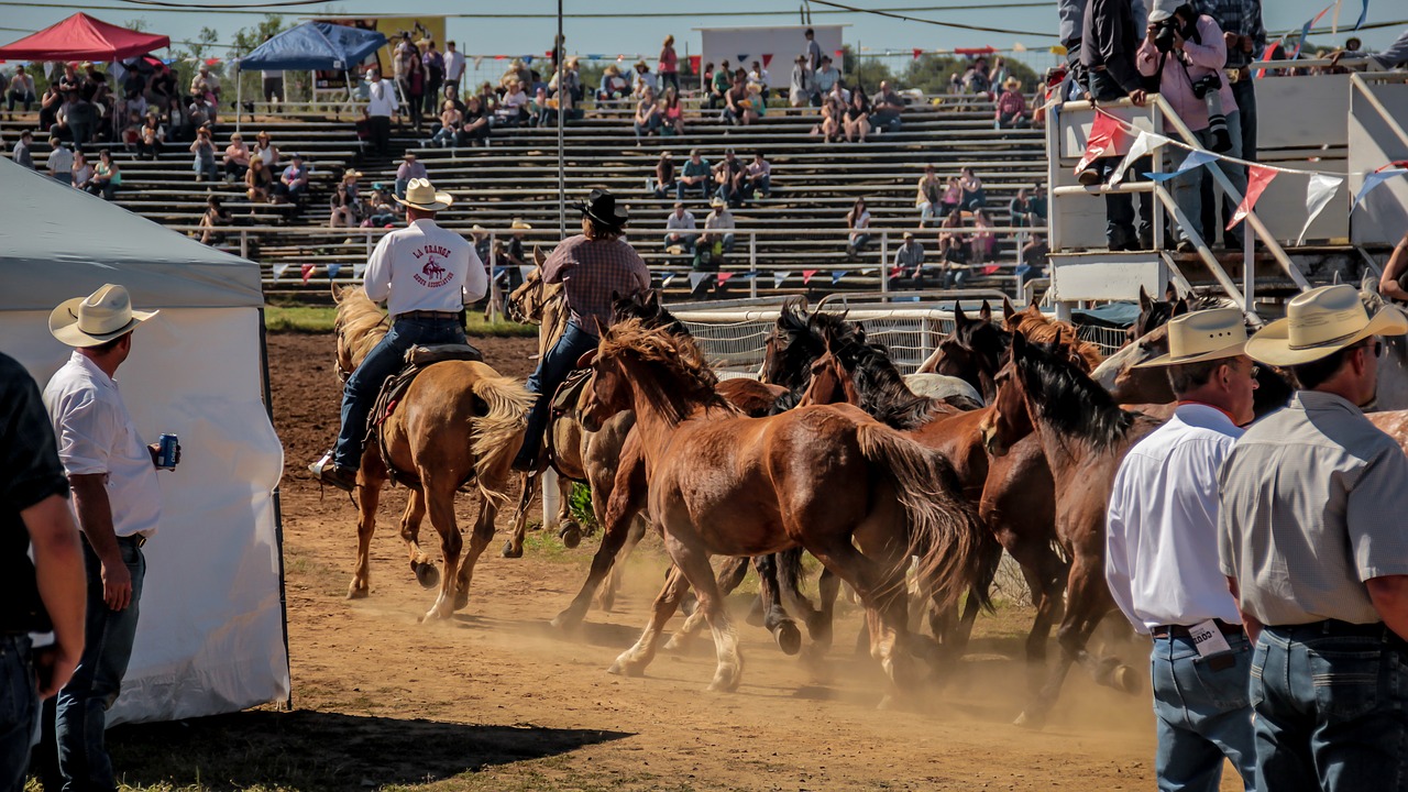 rodeo horse cowboy free photo