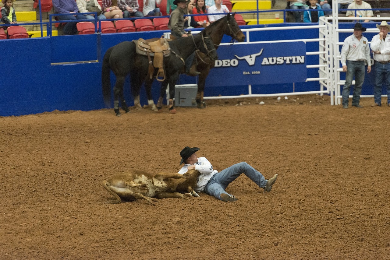 rodeo steer wrestling competition free photo