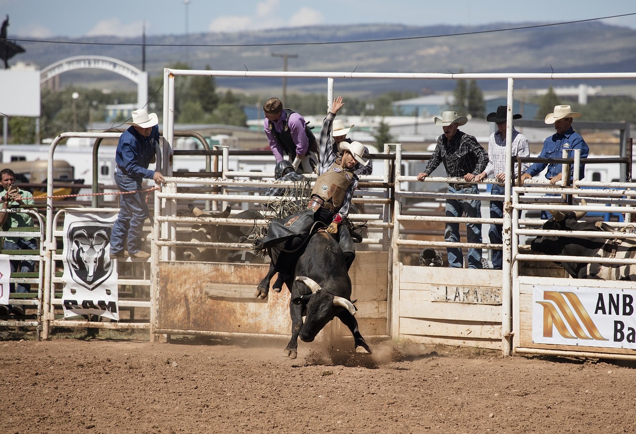 rodeo cowboy bull free photo