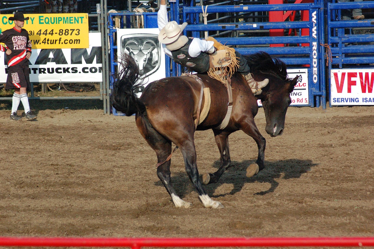 rodeo horse horseback free photo