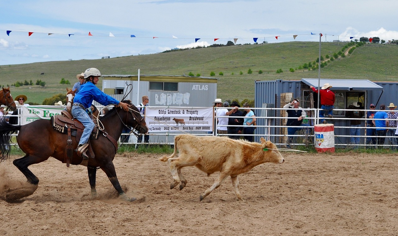 rodeo calf roping arena free photo