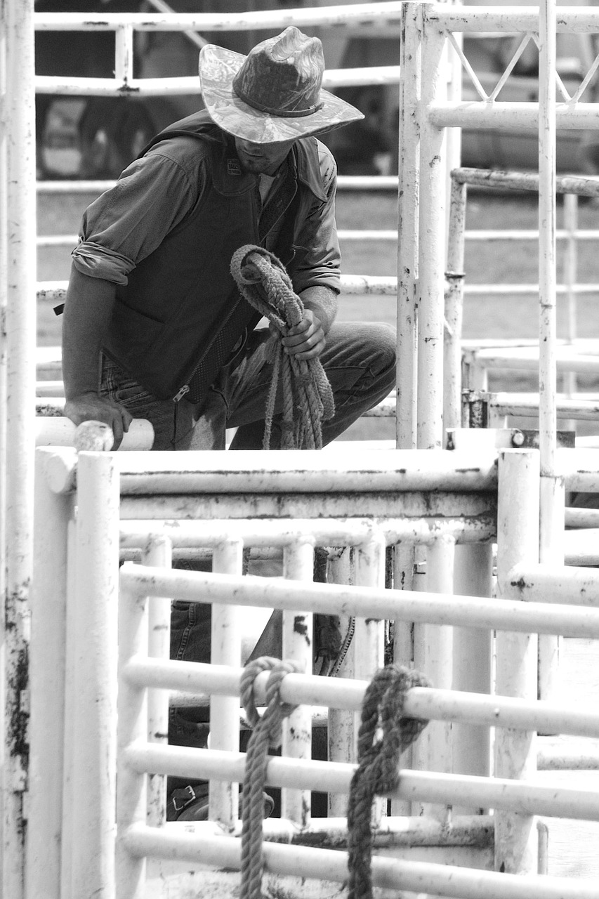rodeo horse animal free photo