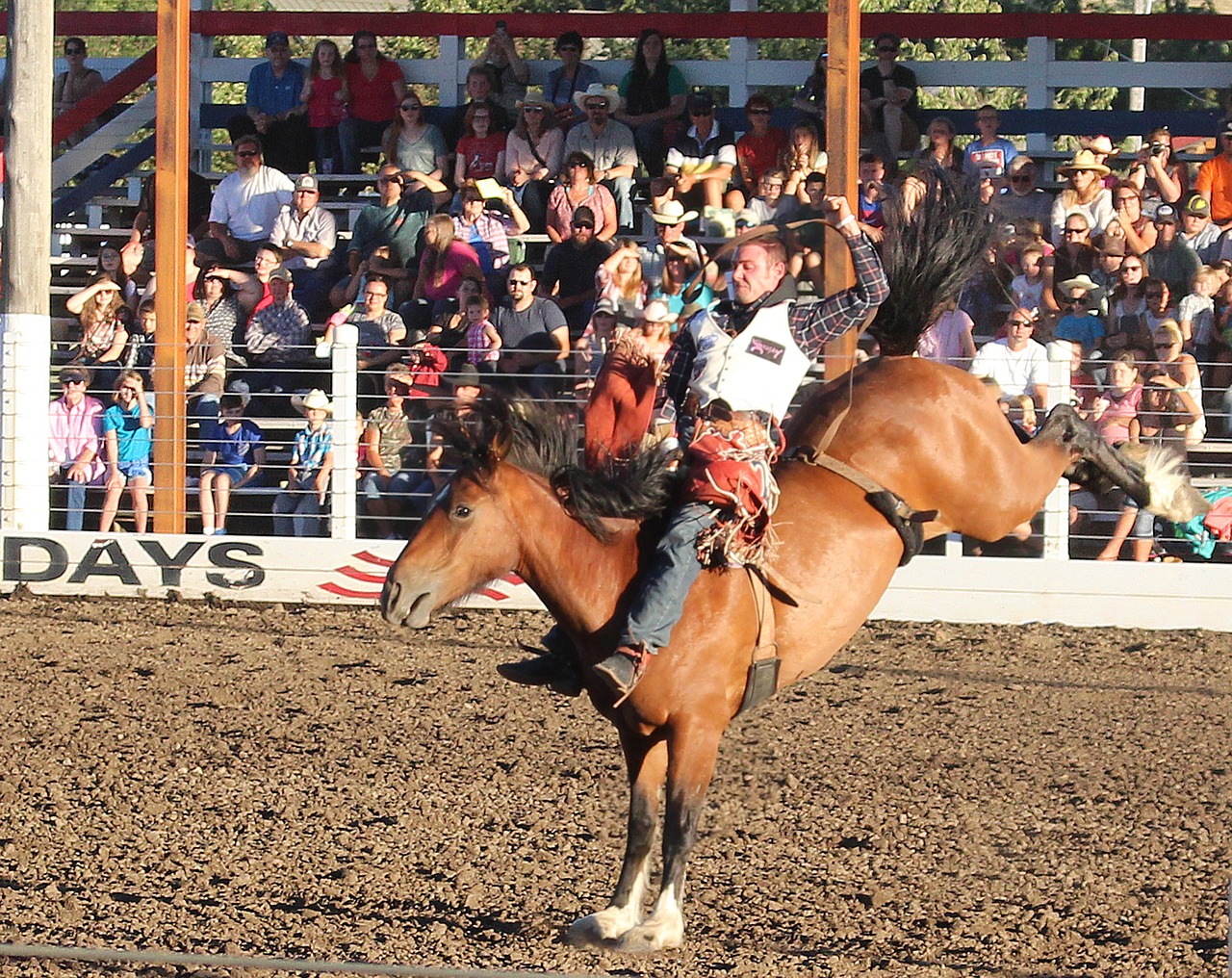 rodeo horse cowboy free photo