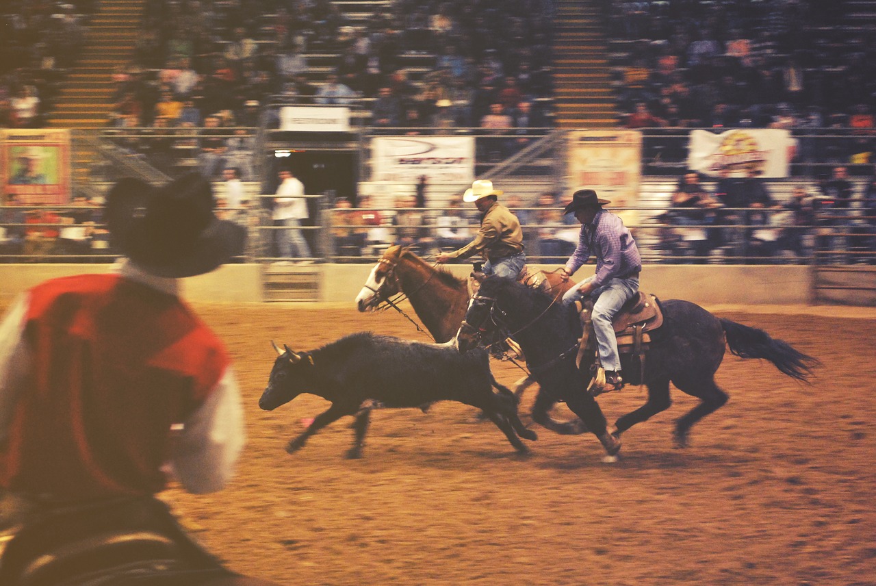 rodeo horses cowboys free photo
