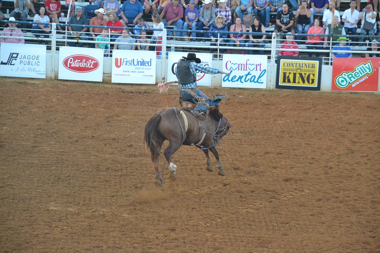 rodeo horse bronco free photo