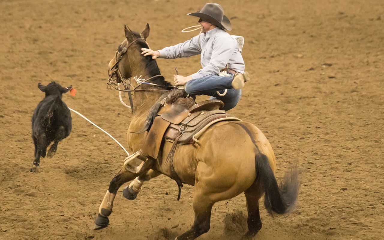 rodeo  horse  competition free photo