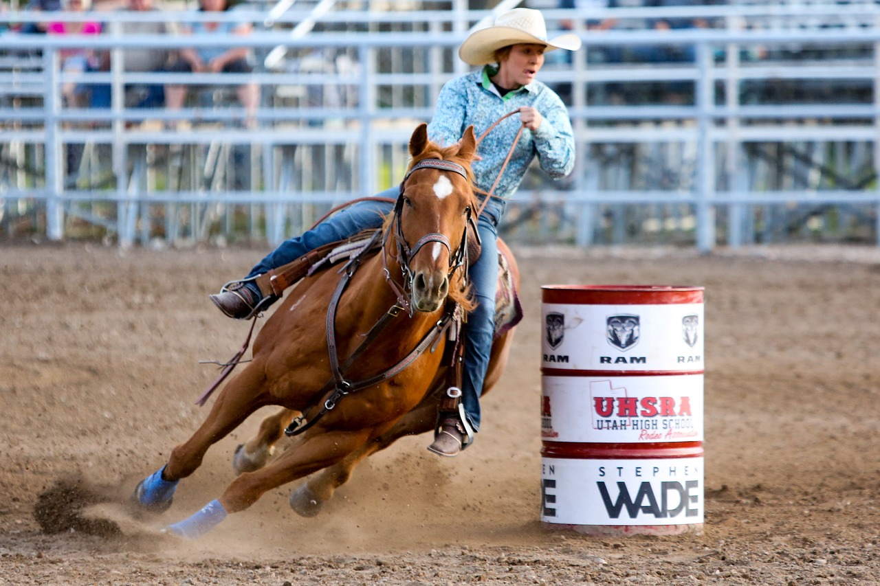 rodeo  horse  barrel free photo