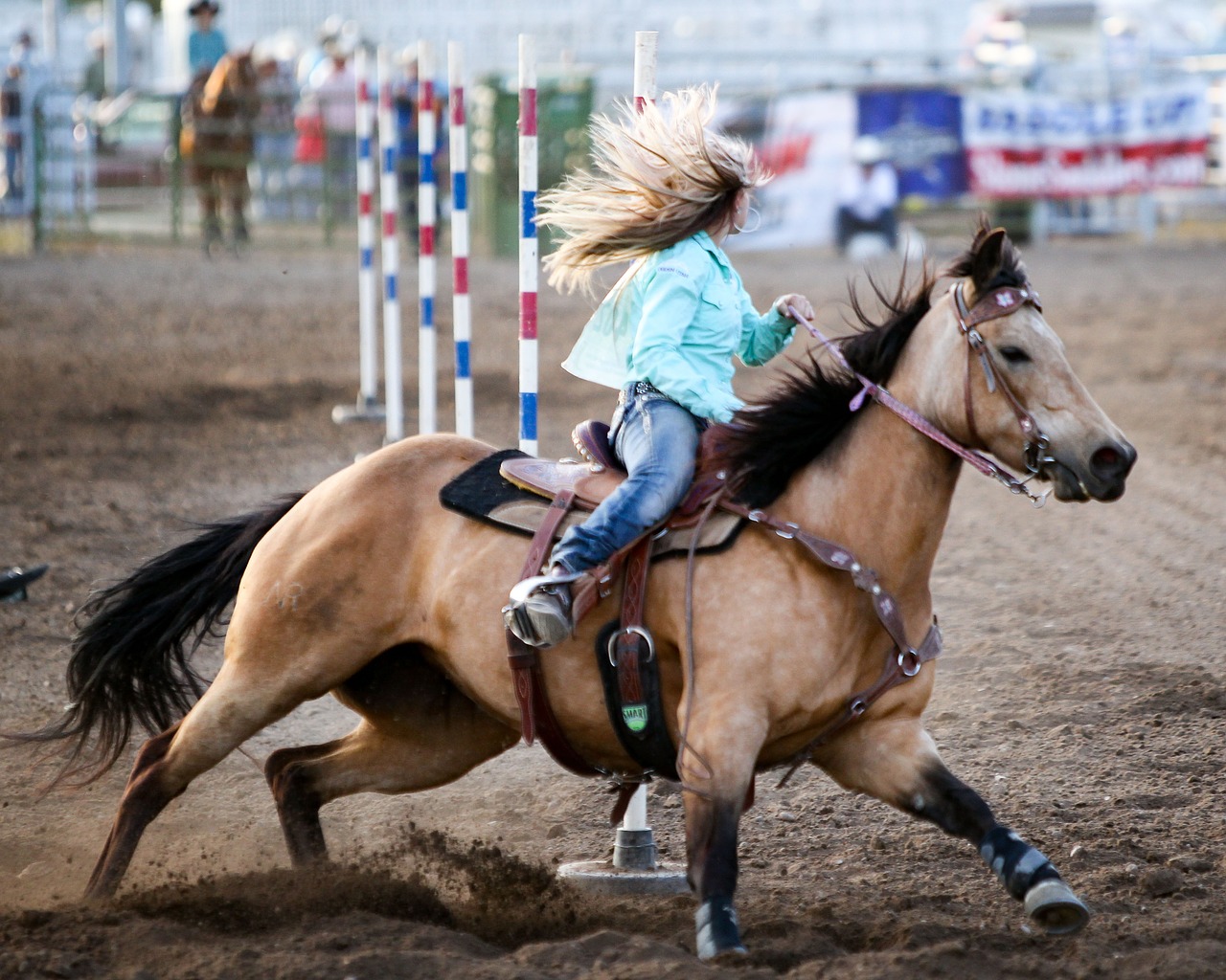 rodeo  horse  barrel free photo