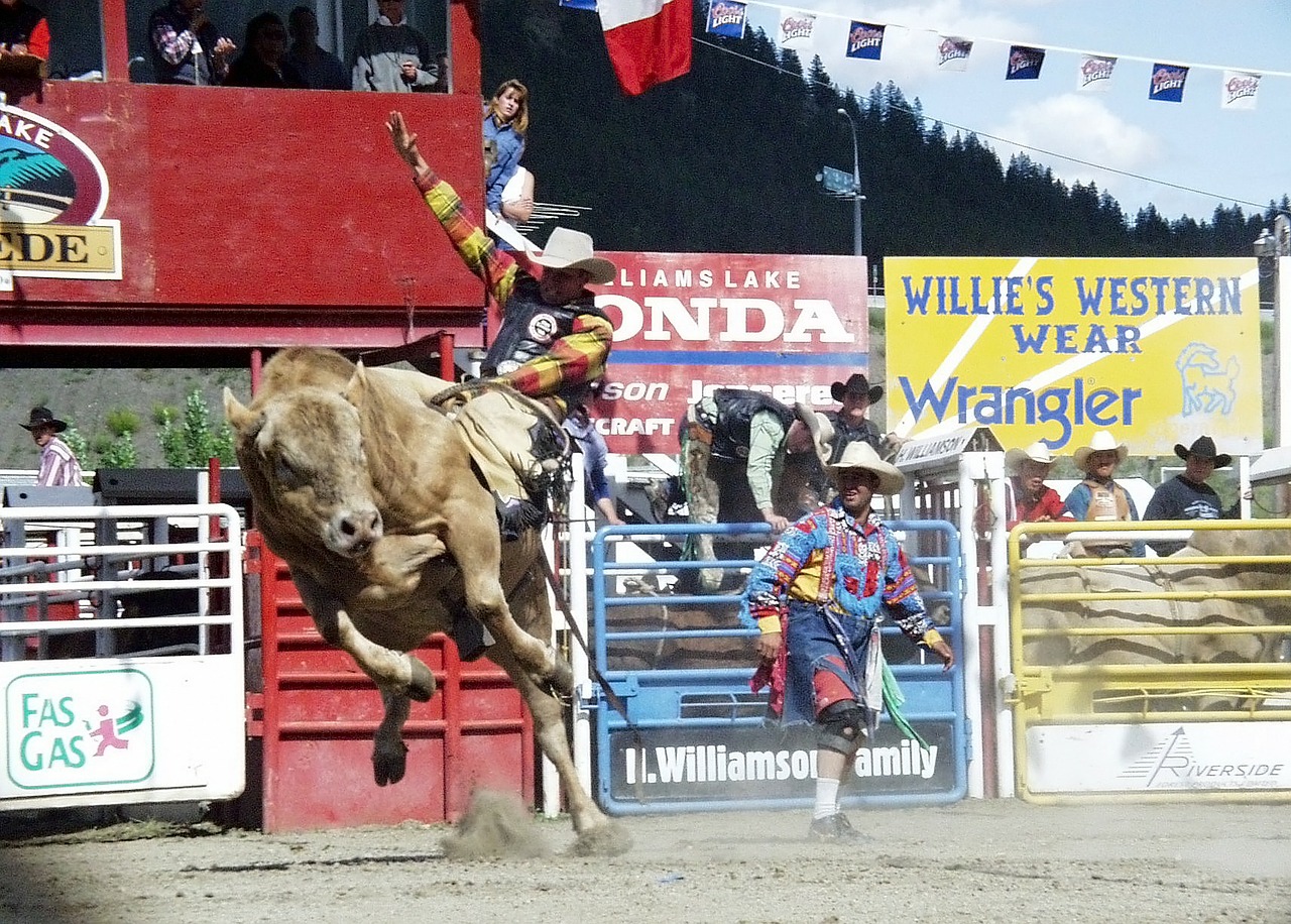 rodeo bull riding cowboy free photo