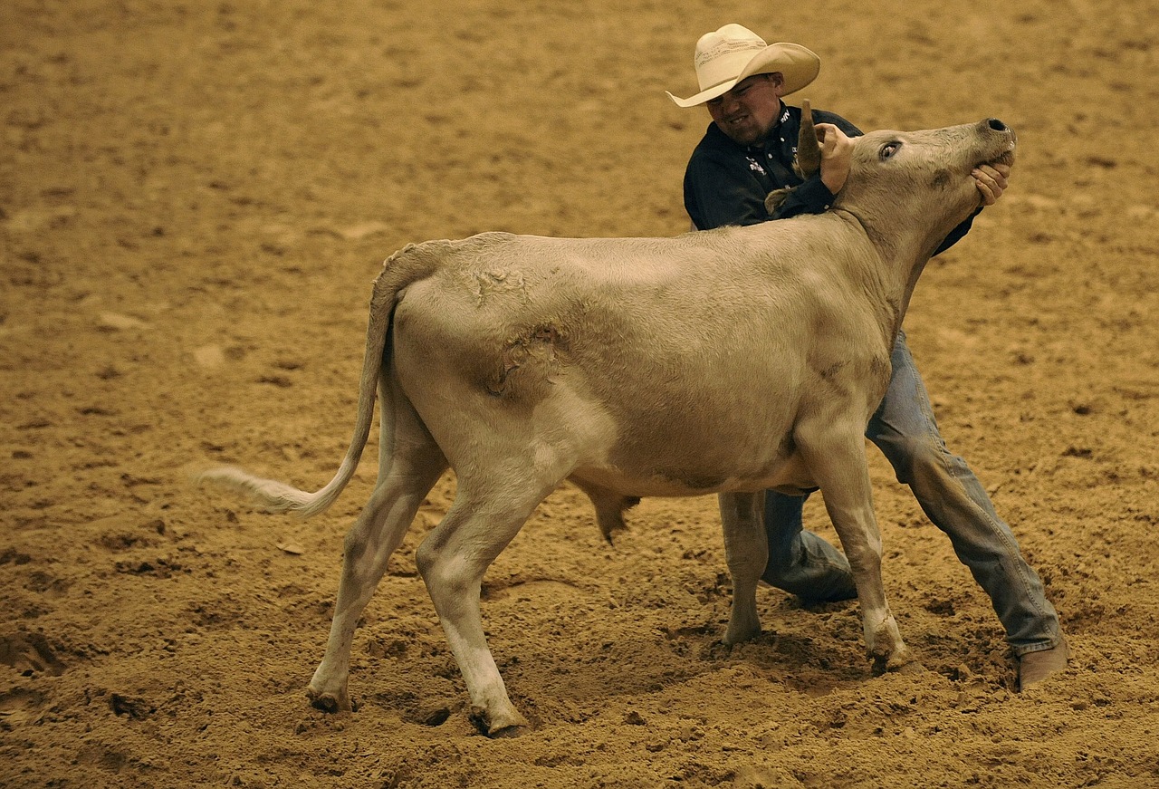 rodeo steer wrestling free photo