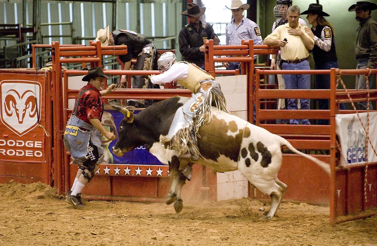 rodeo cowboy bull free photo