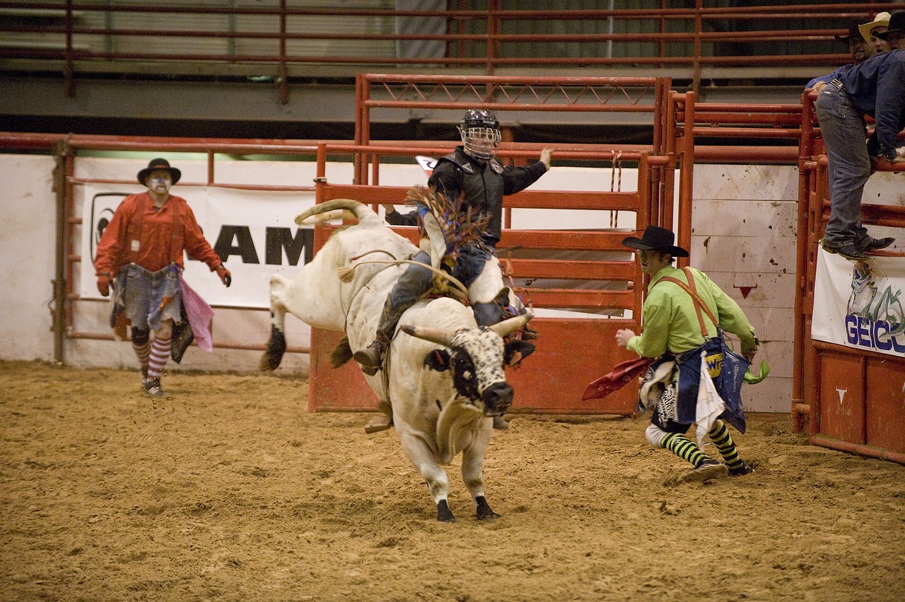 rodeo cowboy bull free photo