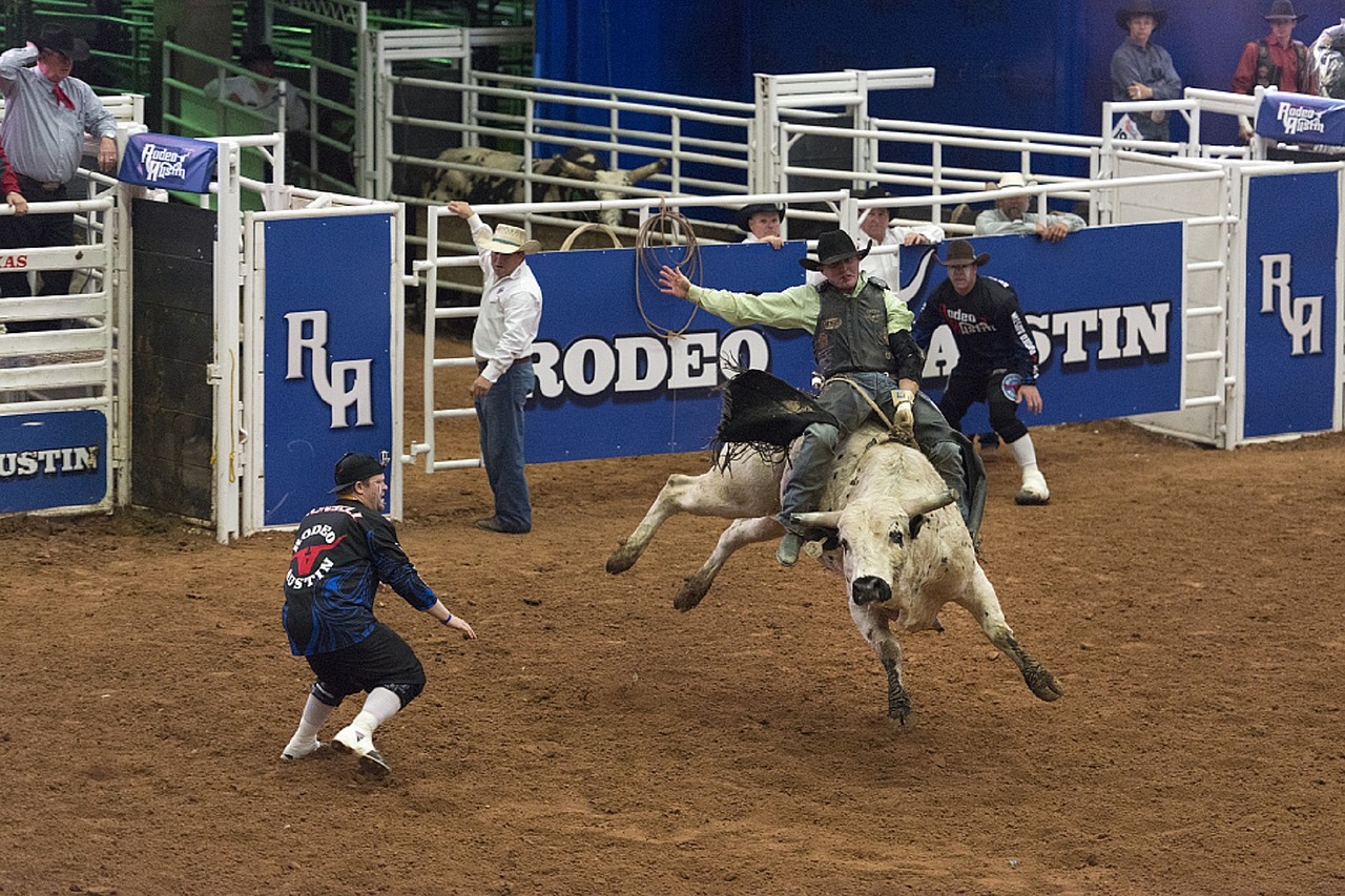 rodeo cowboy bull free photo