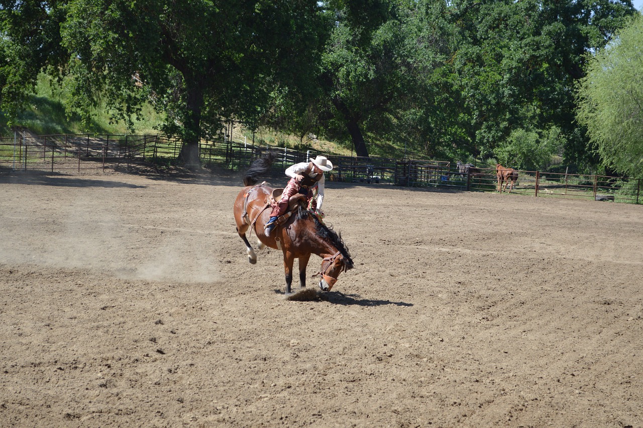 rodeo riding cowboy free photo