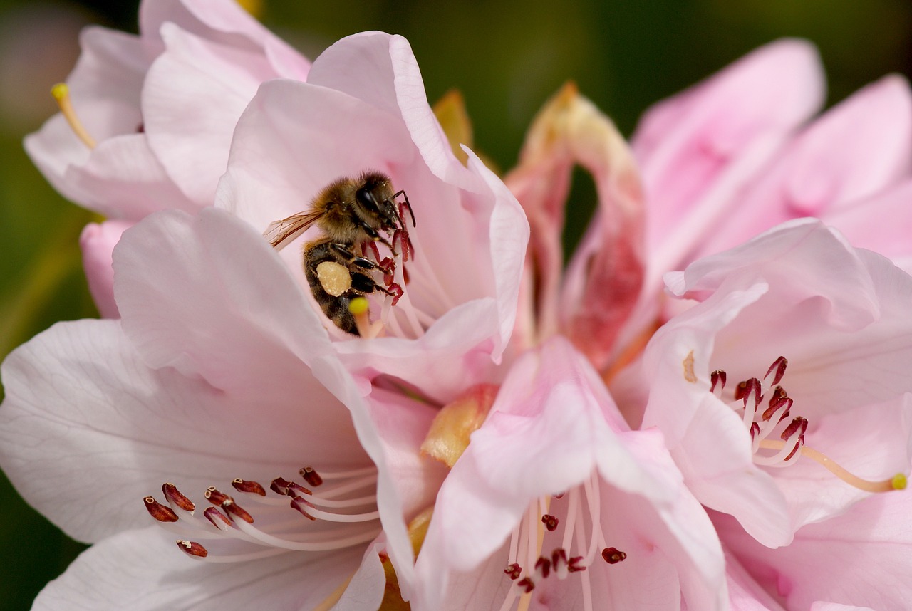 rododendron bee pink free photo