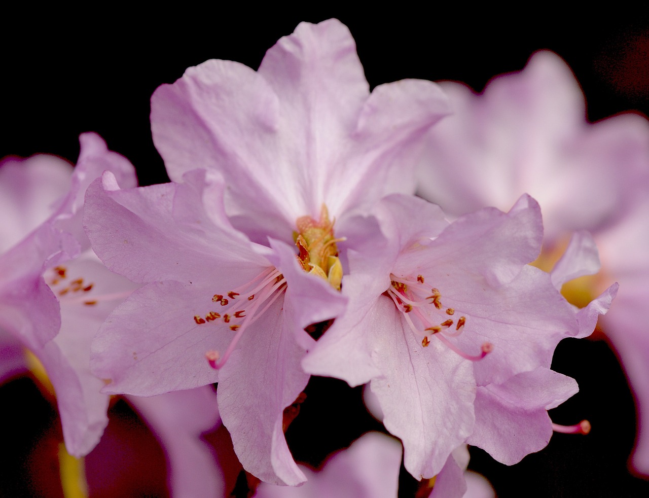 rododendron blossom bloom free photo