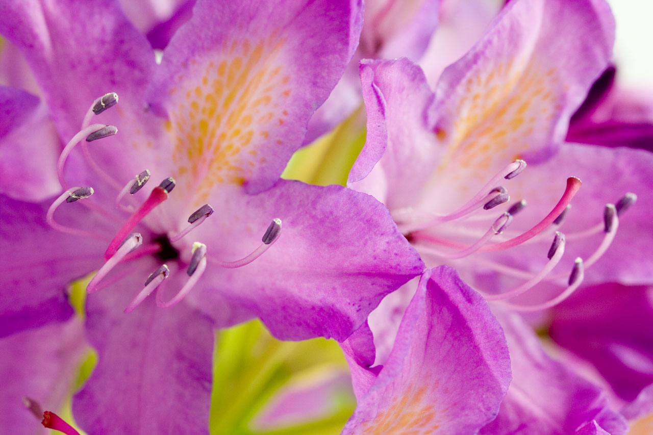 rhododendron flower petal free photo