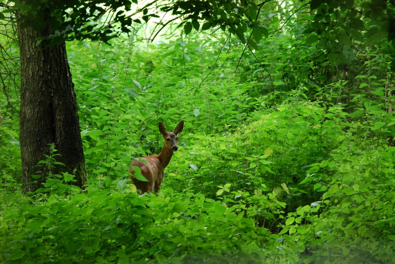 roe deer forest nature free photo