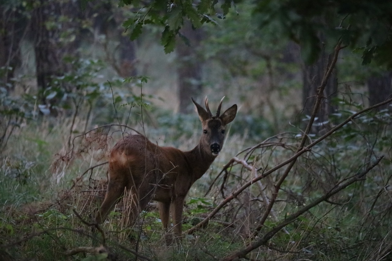 roe deer forest animal free photo