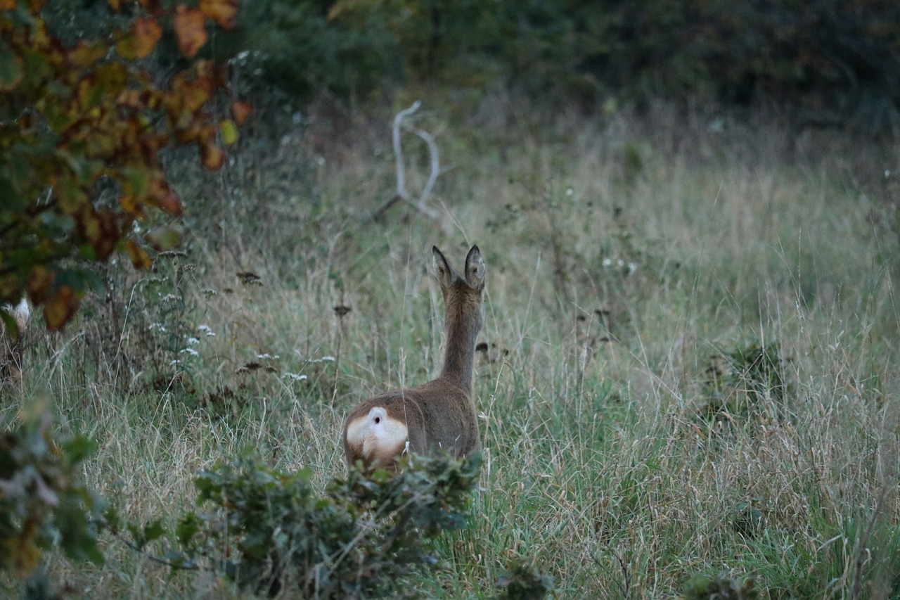 roe deer meadow morning free photo