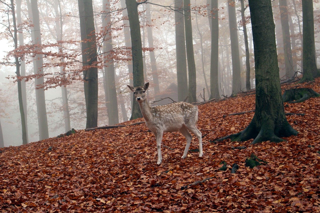 roe deer wild autumn free photo