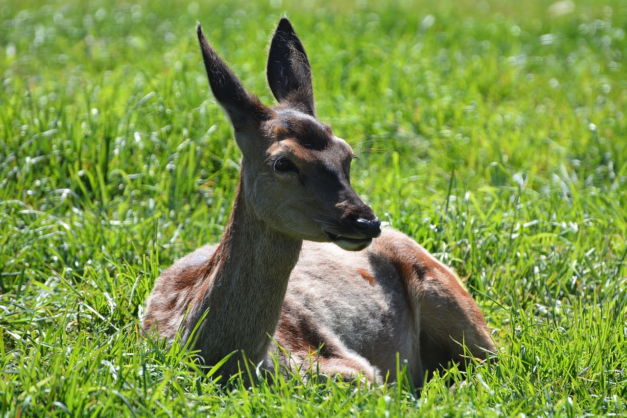roe deer animal forest free photo