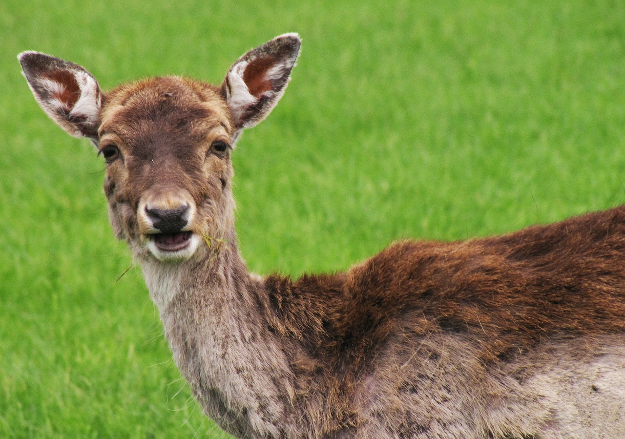 roe deer curious interested free photo
