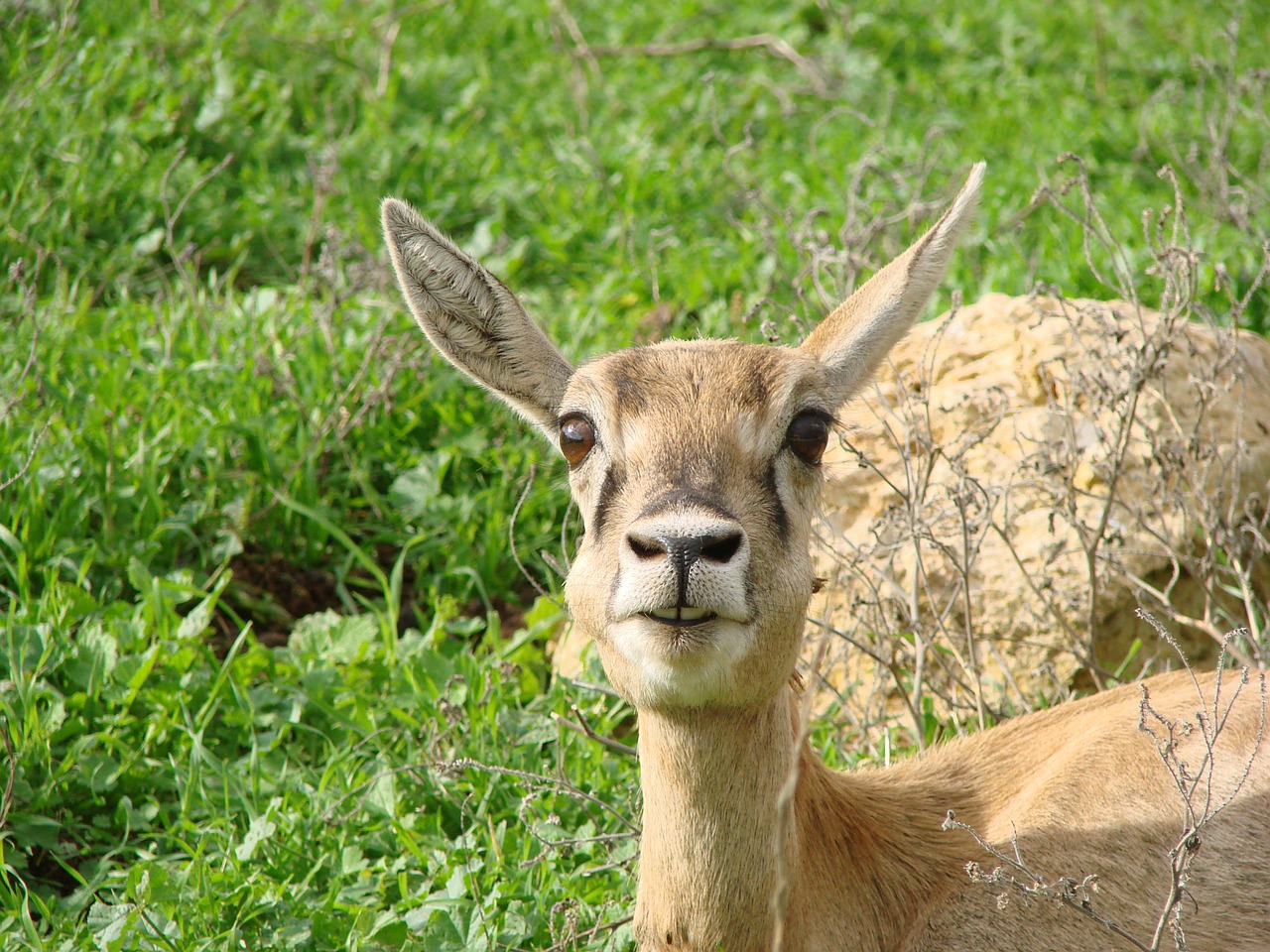 roe deer nose cheeky free photo