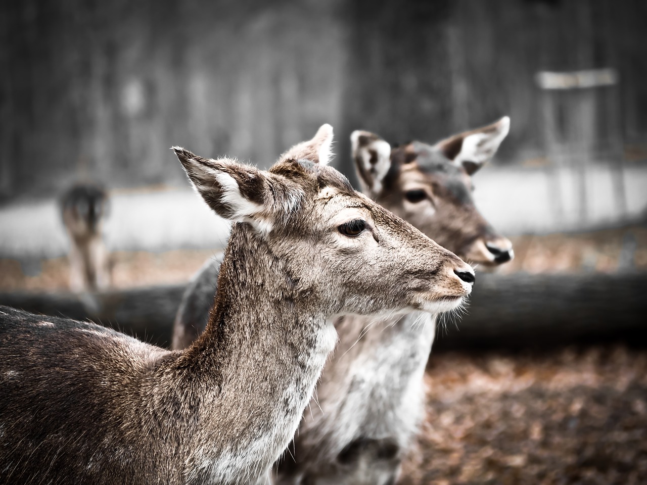 roe deer wild forest free photo