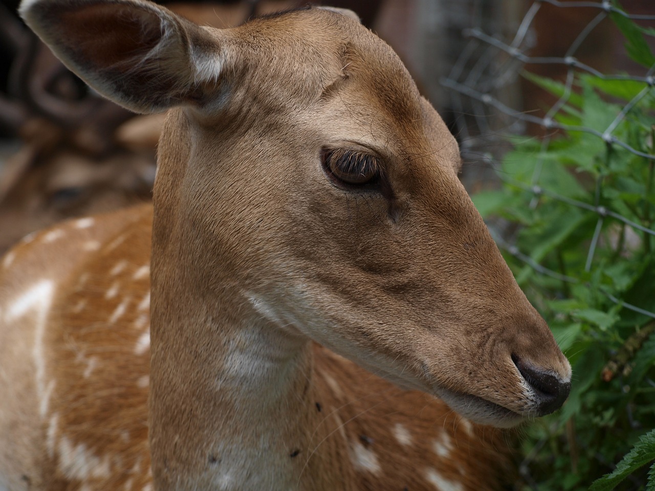 roe deer spotted brown free photo