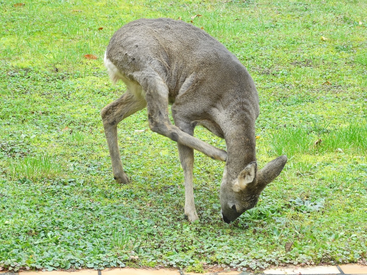 roe deer garden scratch free photo