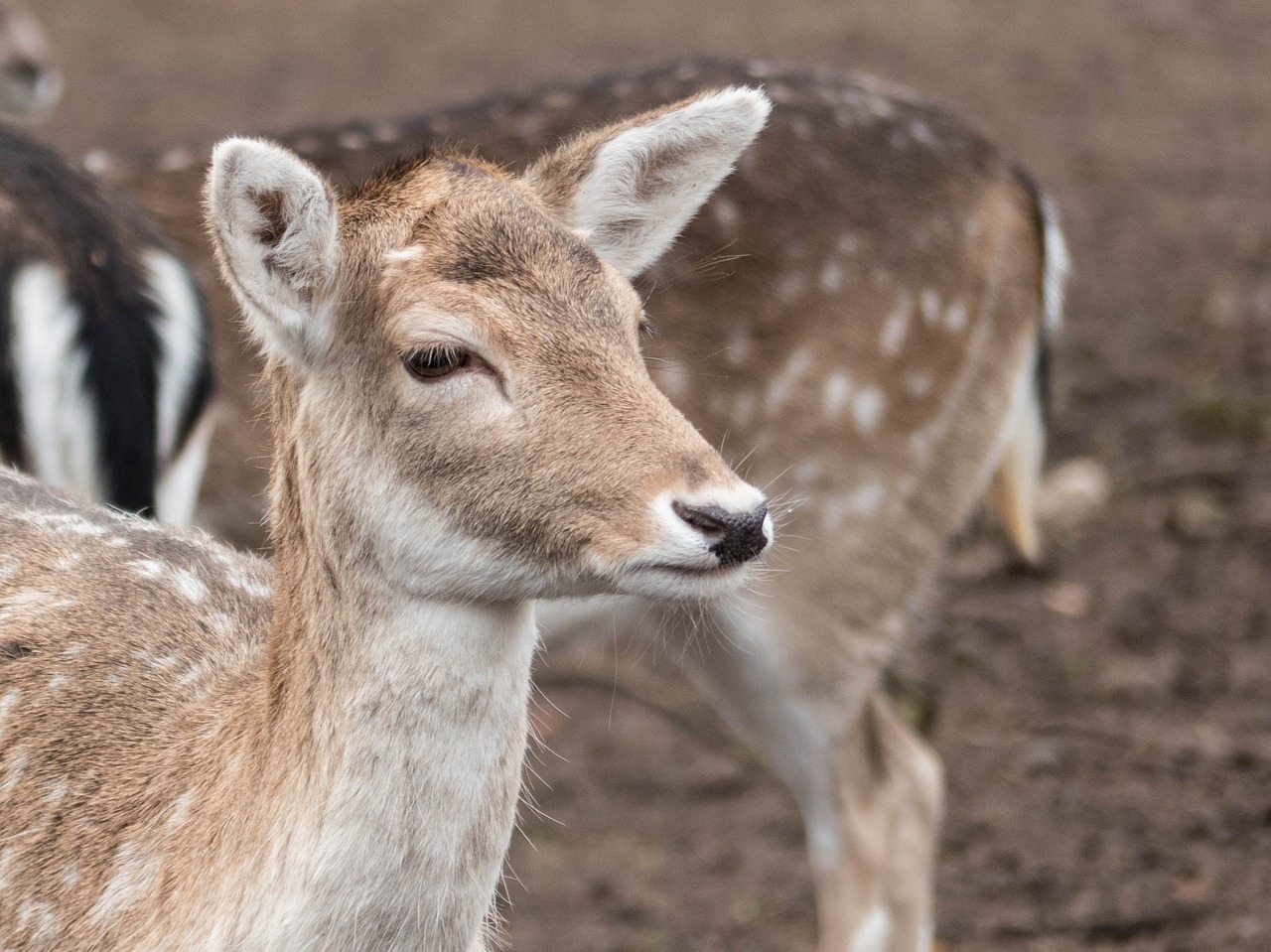 roe deer portrait sweet free photo