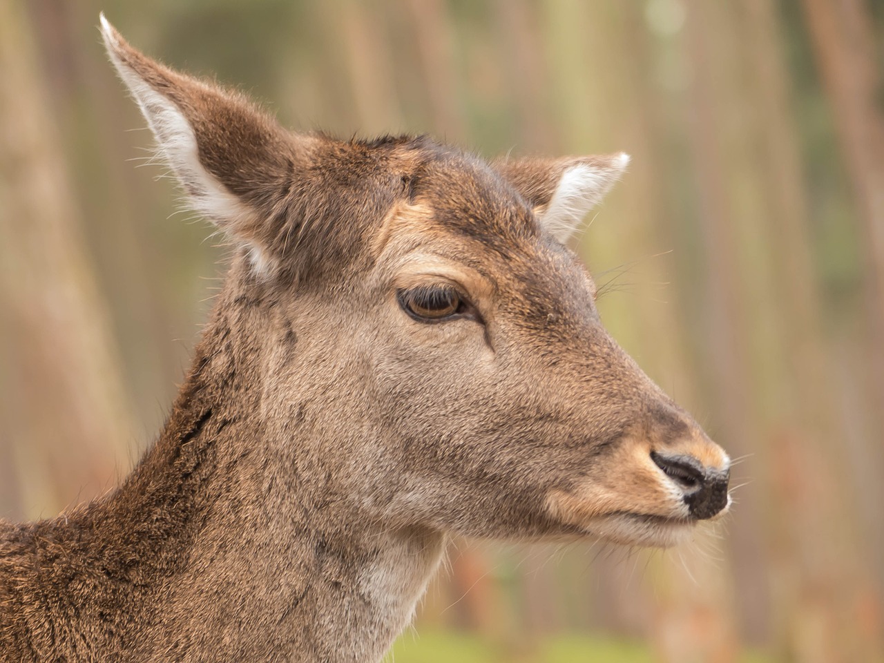 roe deer portrait sweet free photo