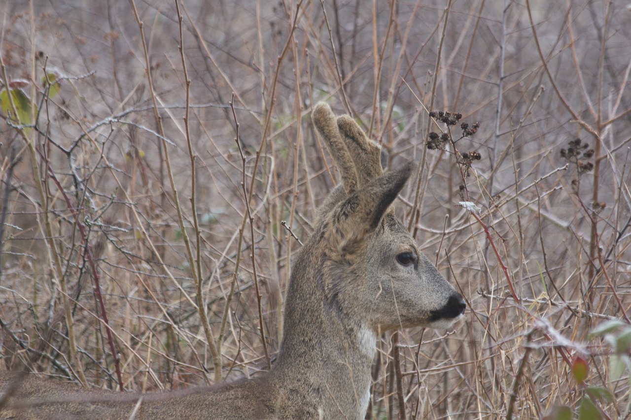 roe deer fauna wild animal free photo