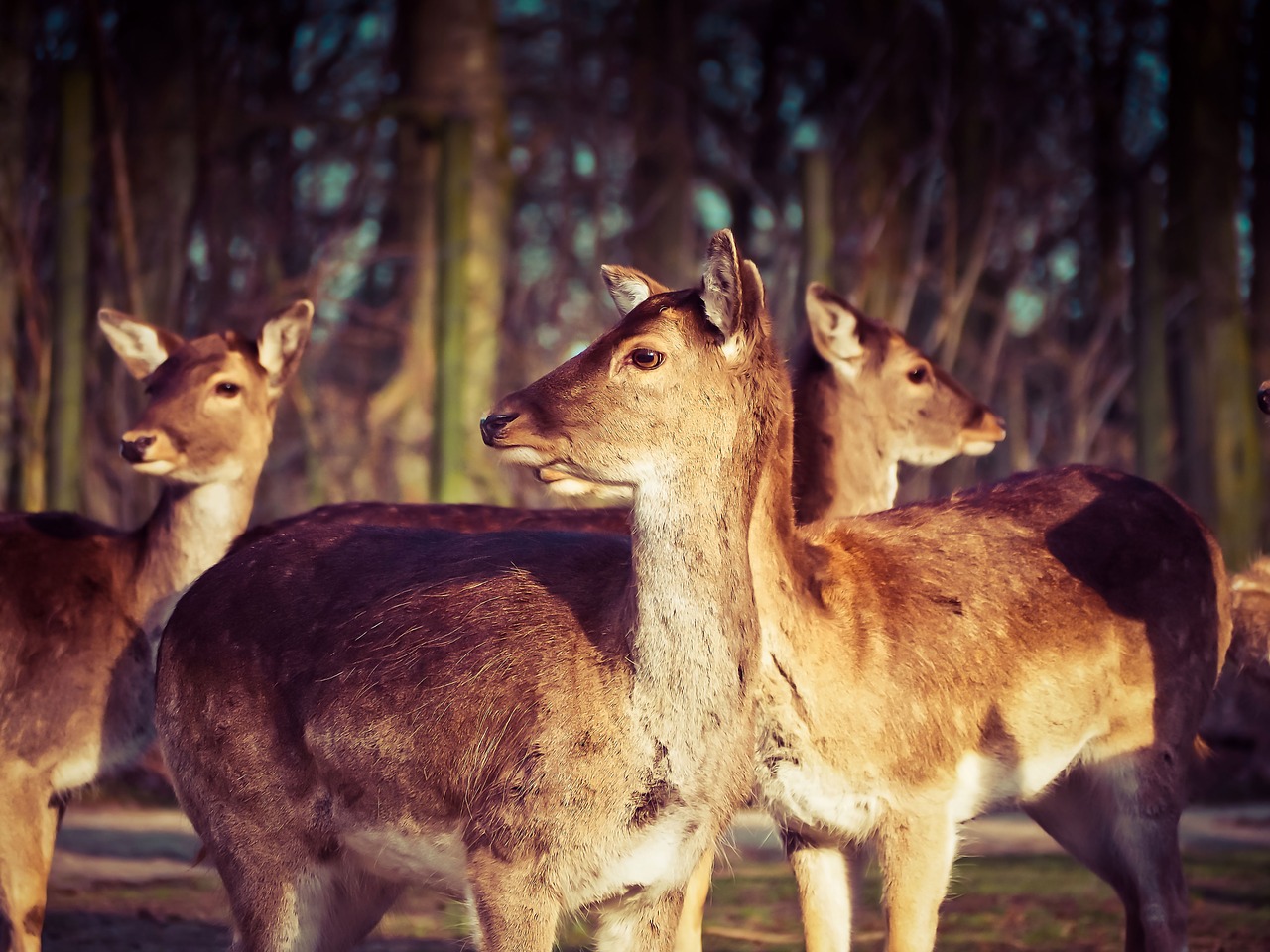 roe deer deer animal free photo