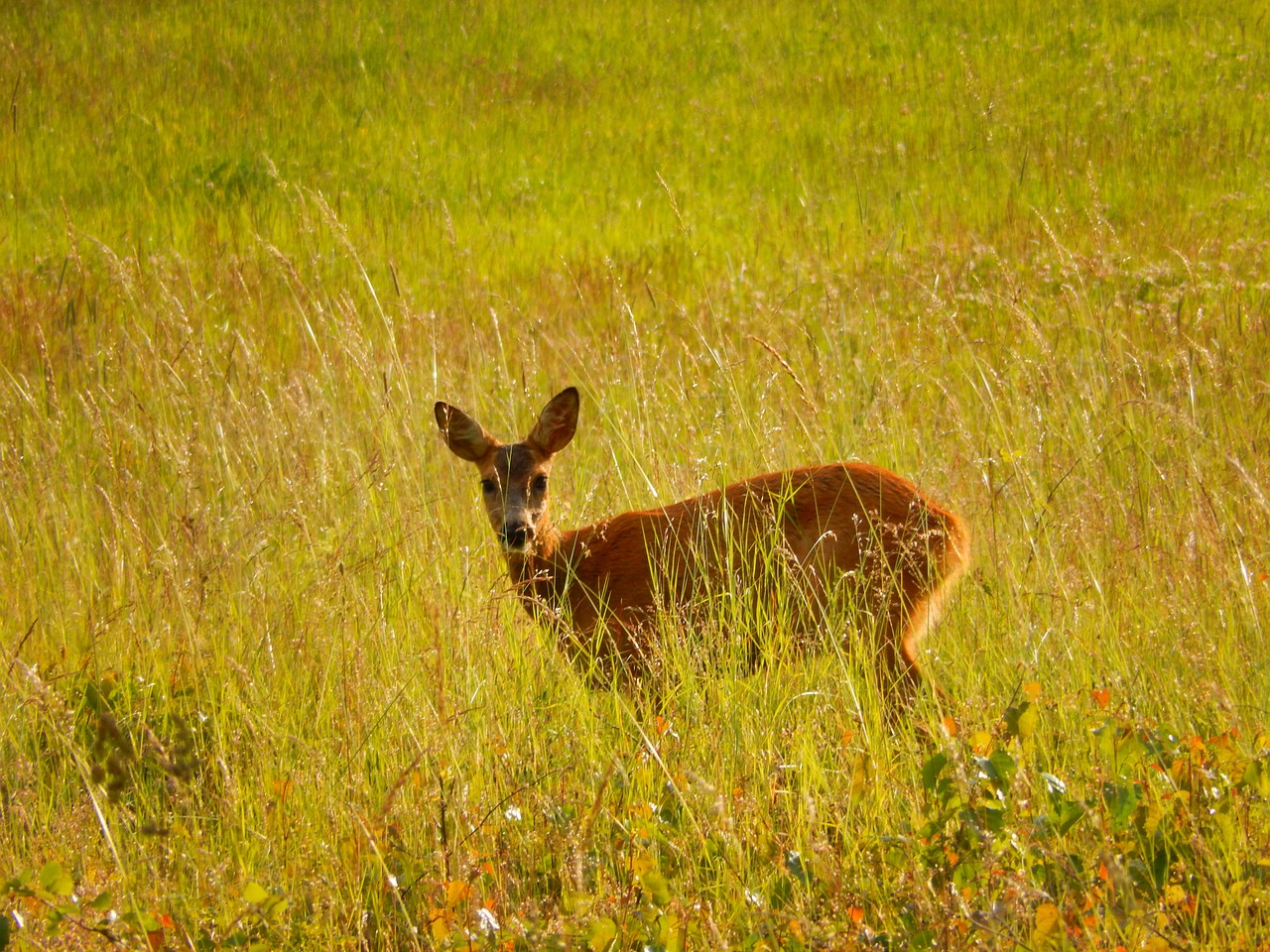 roe deer grass scheu free photo