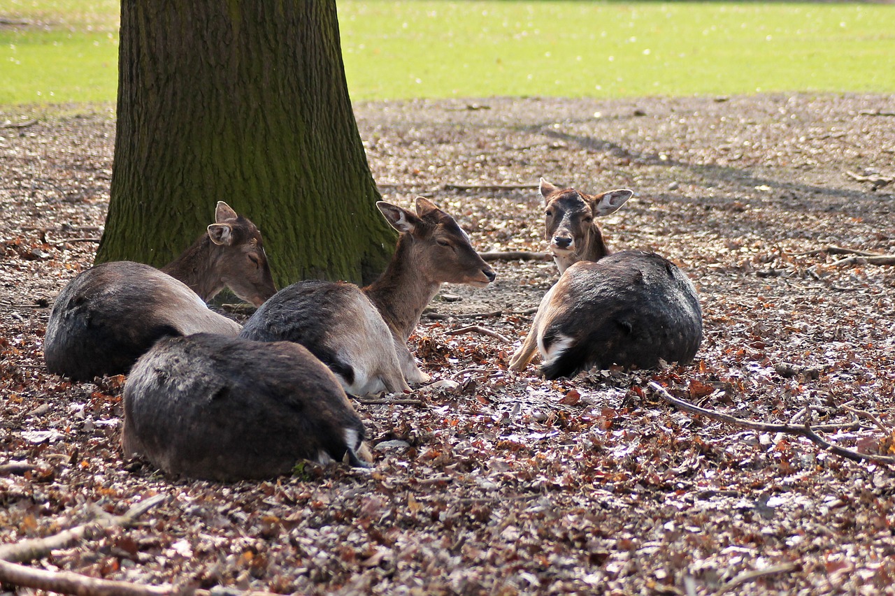 roe deer forest nature free photo