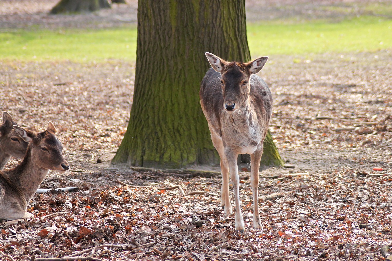 roe deer forest nature free photo