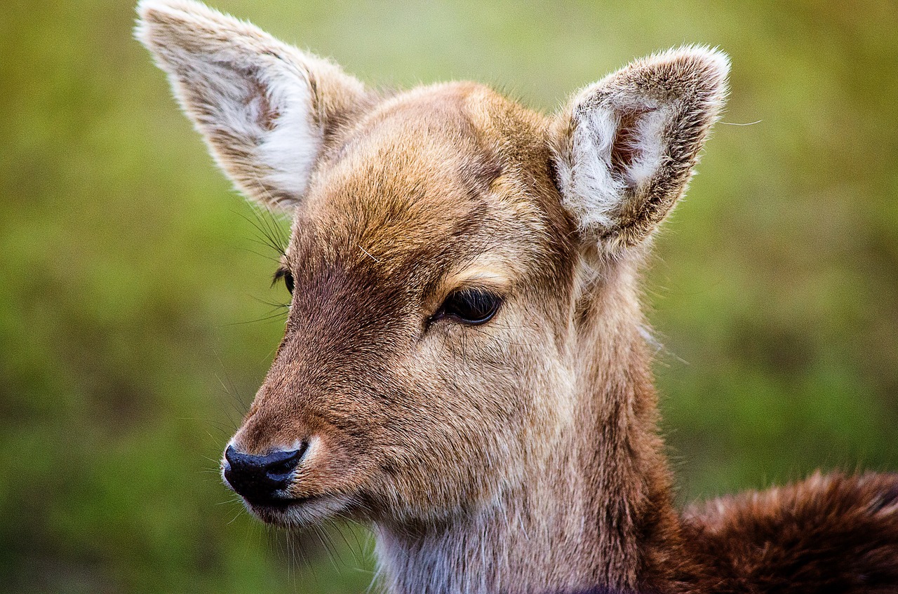 roe deer fallow deer wild free photo