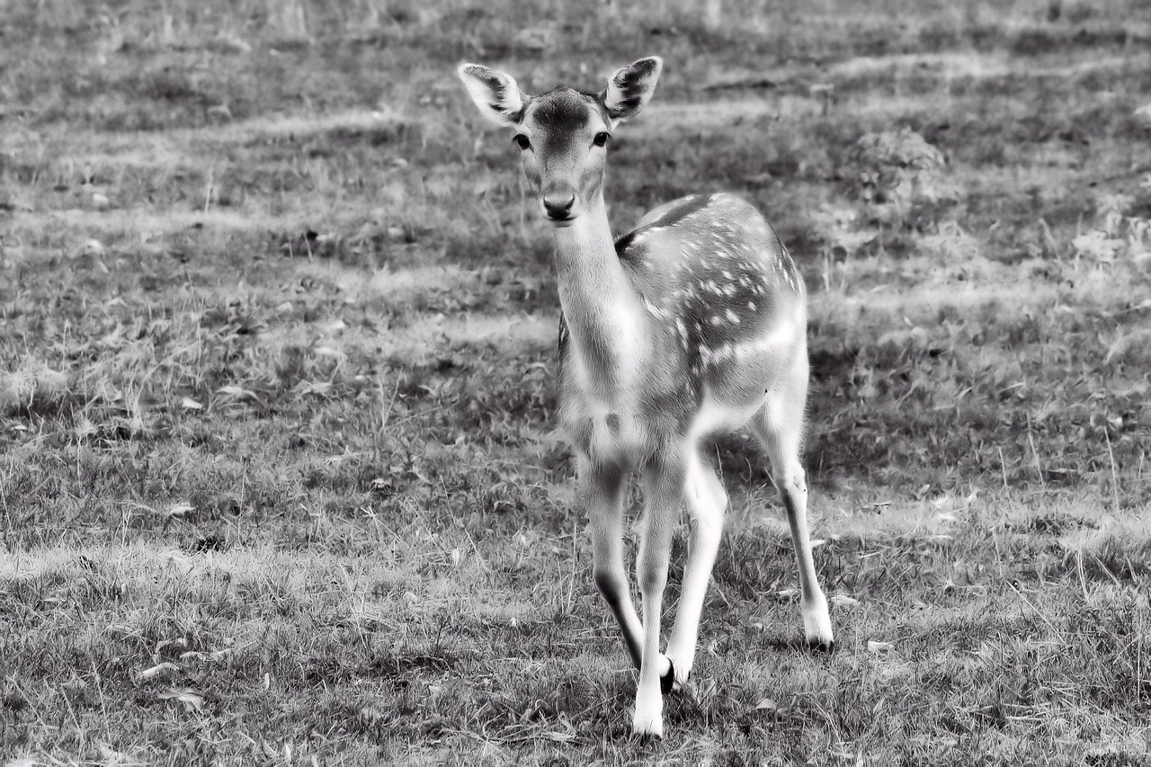 roe deer fawn young deer free photo