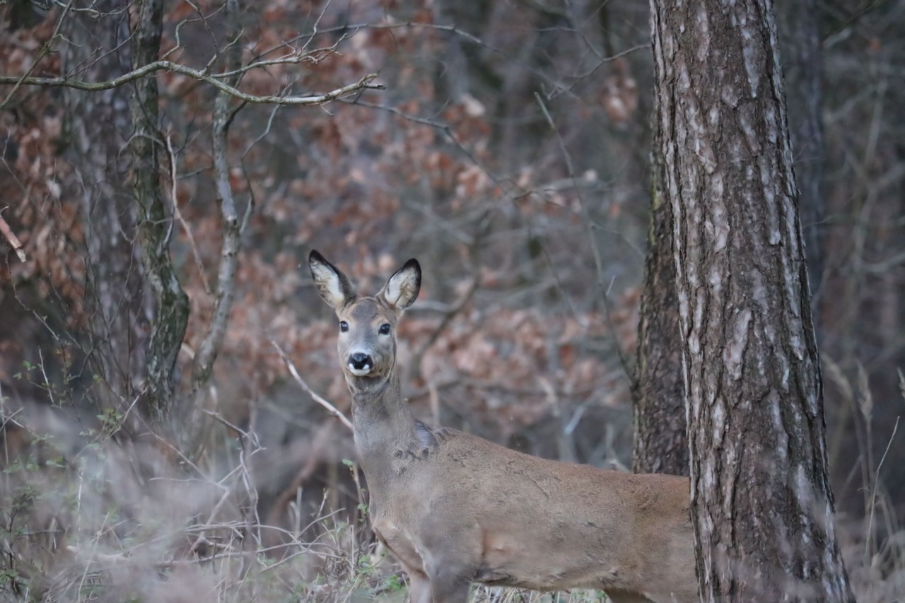 roe deer forest wild free photo