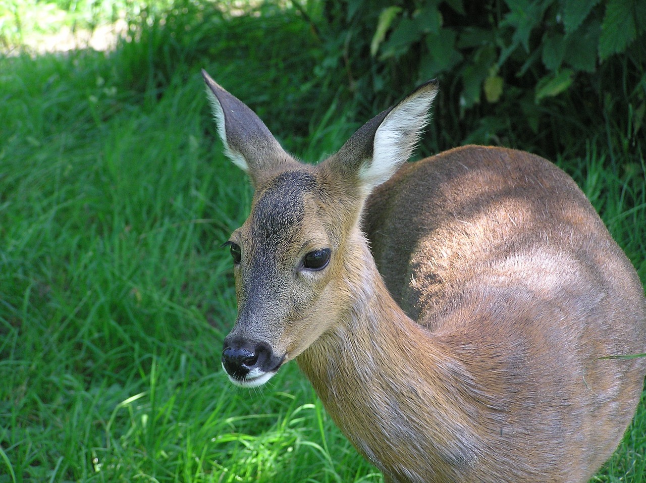 roe deer meadow green free photo