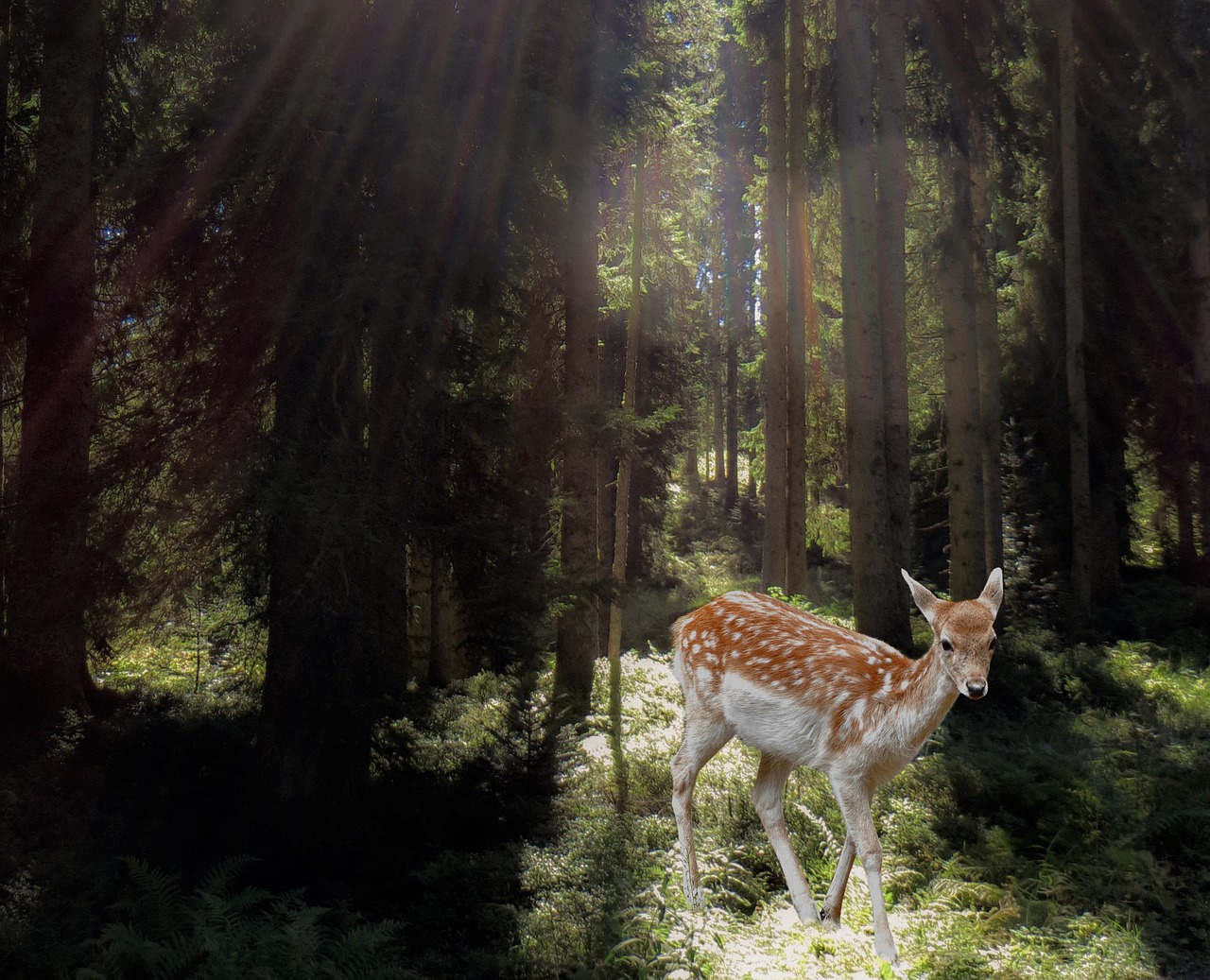 roe deer forest mysticism free photo