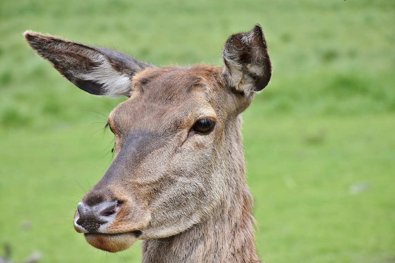 roe deer wild wildlife park free photo