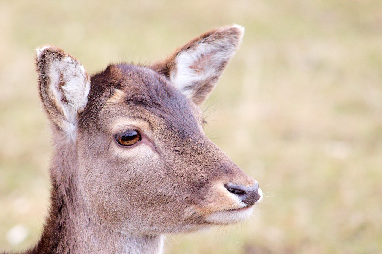 roe deer fallow deer nature free photo