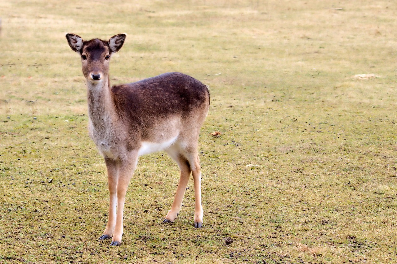 roe deer fallow deer nature free photo