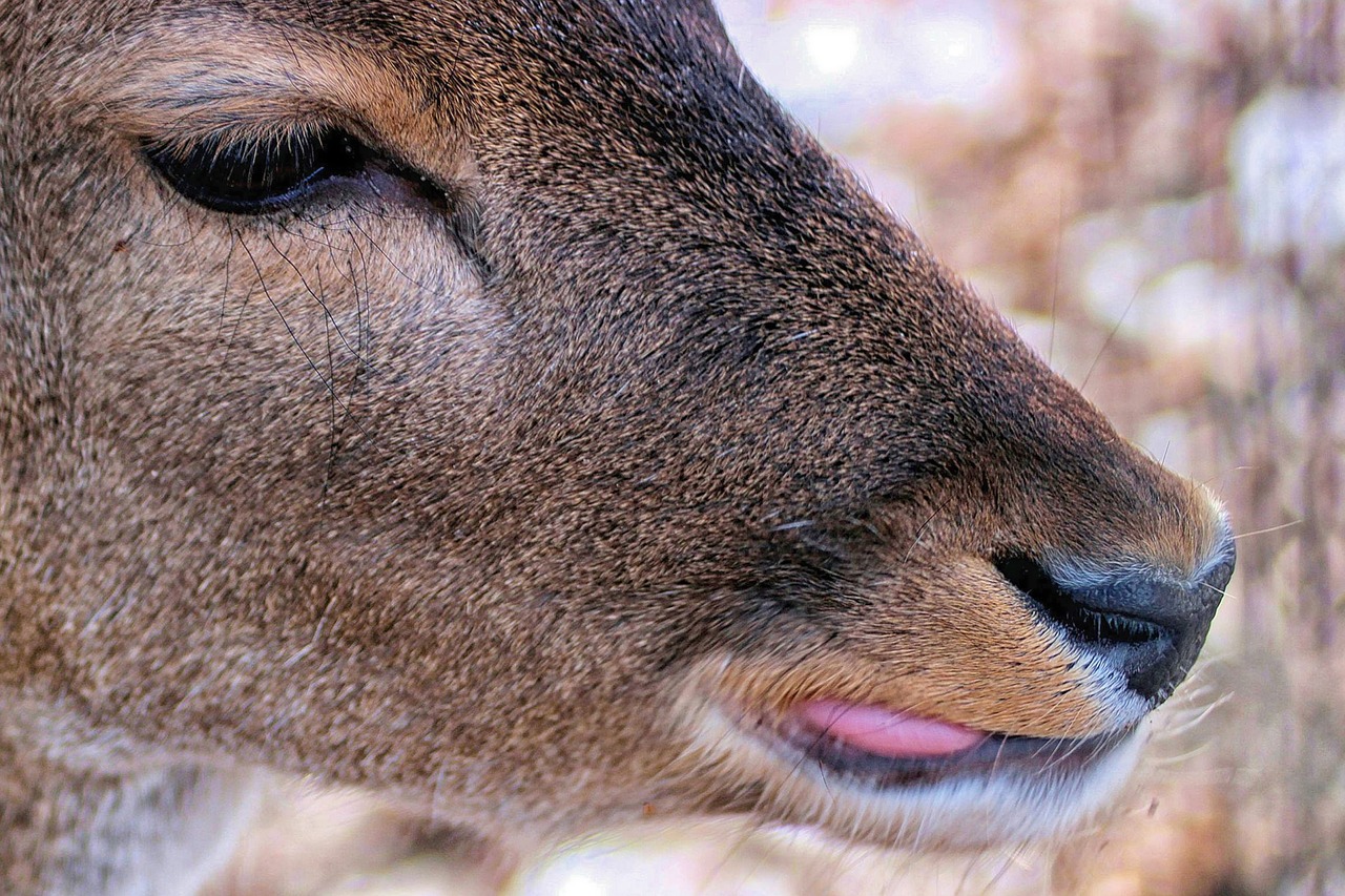 roe deer head mammal free photo
