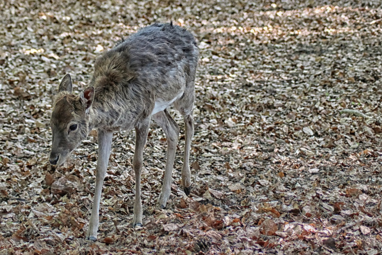 roe deer fallow deer forest free photo