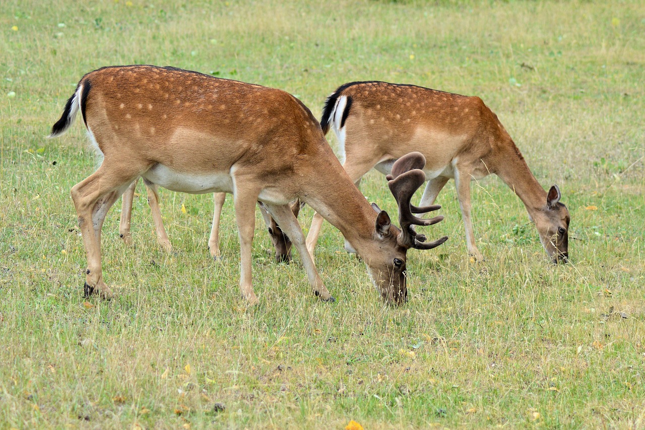 roe deer hirsch forest free photo